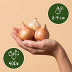 Armeense druifhyacint (Muscari armeniacum) – 400 bloembollen (bolmaat 8/9)