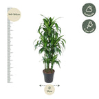 Dracaena Hawaiiana Carrousel (drakträd) – Ø31 cm, 150 cm hög