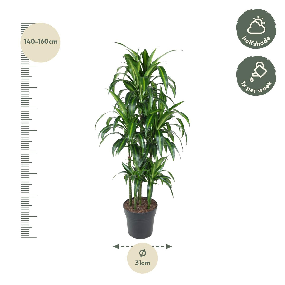 Dracaena Hawaiiana Carrousel (drakenboom) – Ø31 cm, 150 cm hoog
