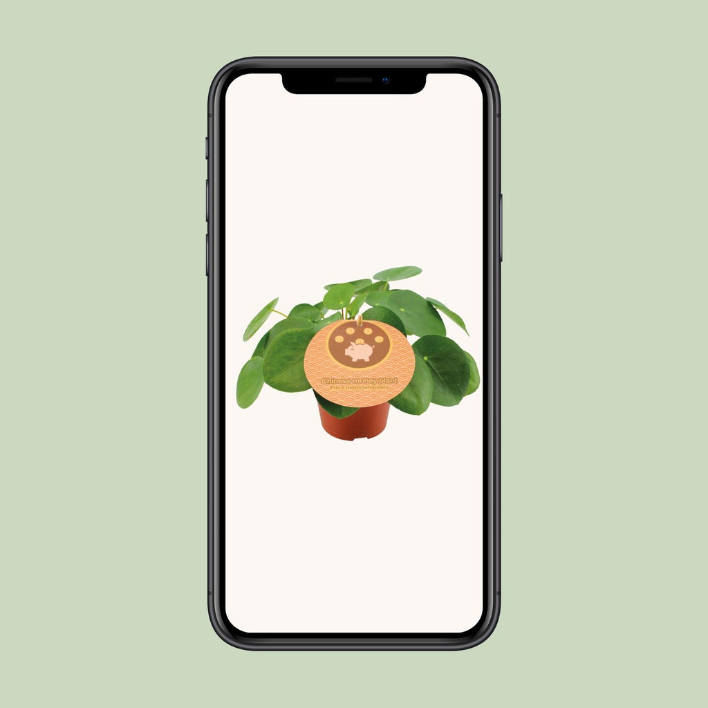 Pilea peperomioides (pannenkoekplant) – Ø12 cm, 20 cm hoog – art. 13044 – foto 4