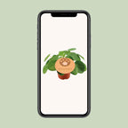 Pilea peperomioides (pannenkoekplant) – Ø12 cm, 20 cm hoog – art. 13044