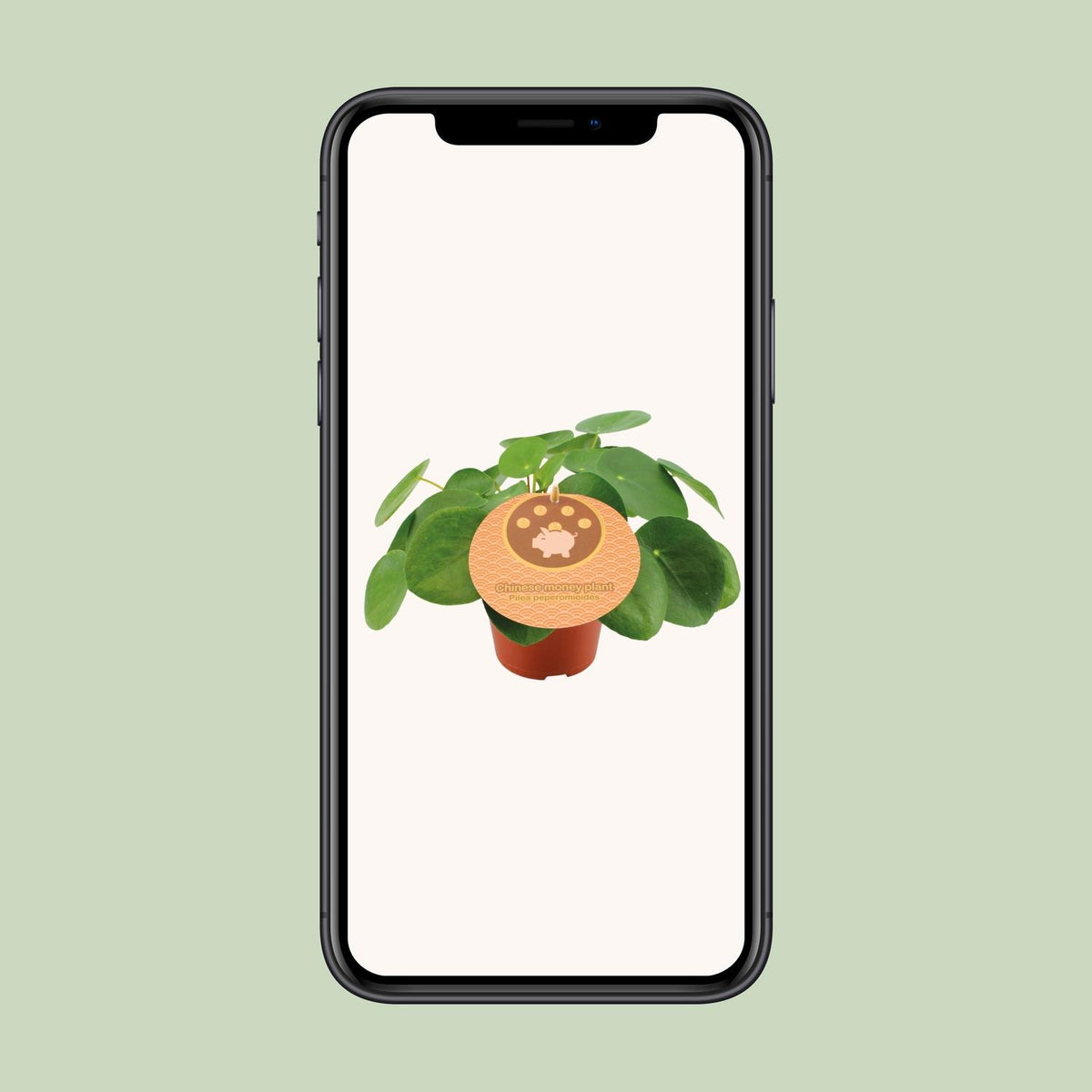 Pilea peperomioides (pannenkoekplant) – Ø12 cm, 20 cm hoog – art. 13044 – foto 4