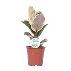 Ficus elastica Tineke (plante caoutchouc) – Ø17 cm, 50 cm de haut