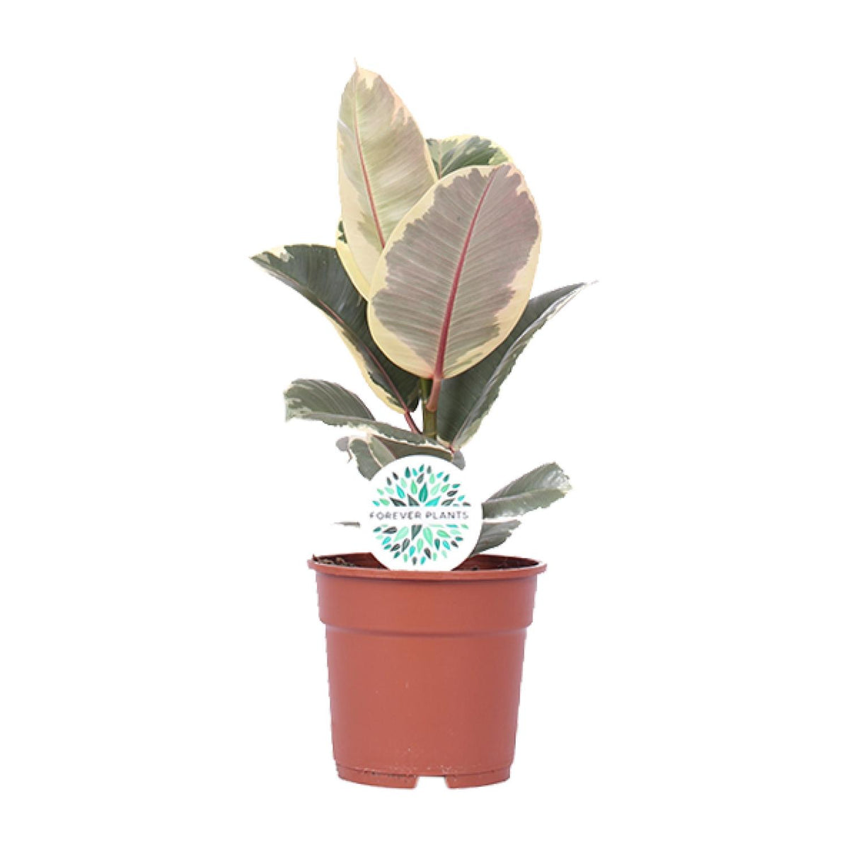 Ficus elastica Tineke (rubberplant) – Ø17 cm, 50 cm hoog