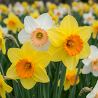 Narcismix – 40 blomsterløg (løgstørrelse 10/12)