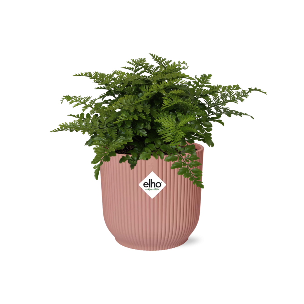 Asplenium Parvati i ELHO Vibes Fold 14 cm rosa (fågelvägg) – 25 cm hög