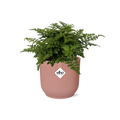 Asplenium Parvati i ELHO Vibes Fold 14 cm rosa (fågelvägg) – 25 cm hög