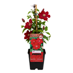Clematis 'Rouge Cardinal' (clematis) – 6 plants