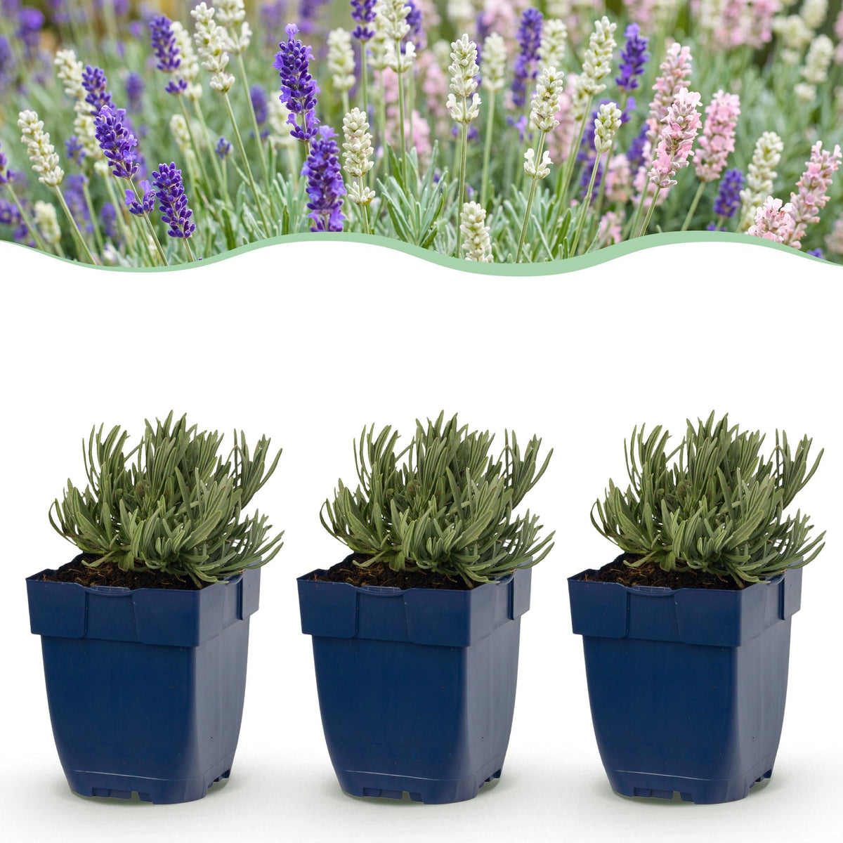 Lavandula 'Tricolour' (lavendel) – blauw-roze-wit – 24 planten, Ø11 cm, 15–25 cm hoog