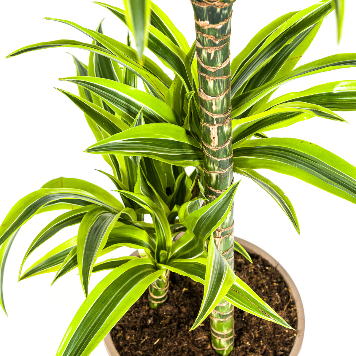 Dracaena Deremensis Lemon Lime (drakenboom) met mand – Ø21 cm, 90–110 cm hoog