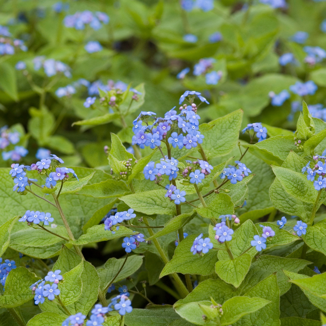 Brunnera macrophylla (Kaukasische vergeet-mij-niet) – 48 planten, Ø9 cm, 10–25 cm hoog
