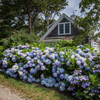Hydrangea 'Endless Summer The Original Blue' (hortensia) – blå – 8 planter, Ø14 cm, 20–25 cm høje