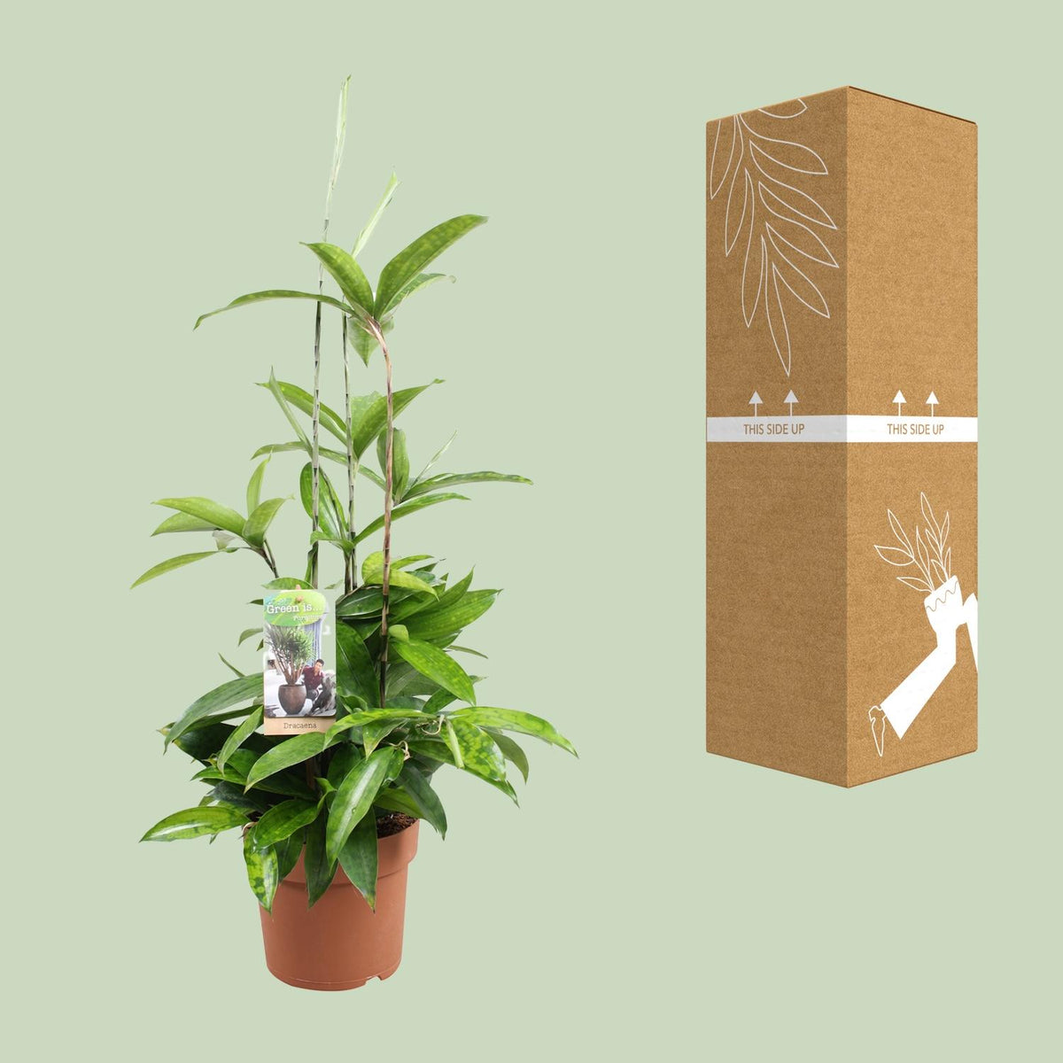 Dracaena Surculosa (drakenboom) – Ø17 cm, 55 cm hoog