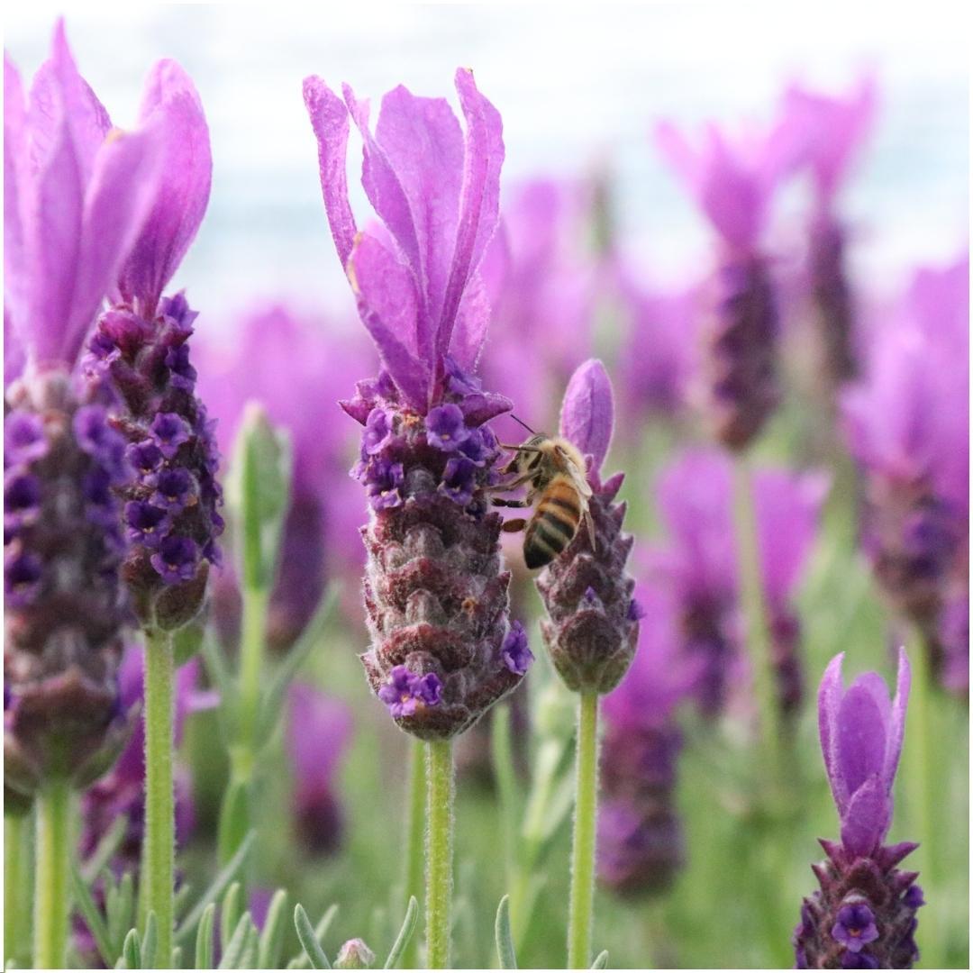 Lavandula stoechas 'Anouk' (lavender) in lavender-print decorative pot – 3 plants, Ø13 cm, 250 cm high – photo 3