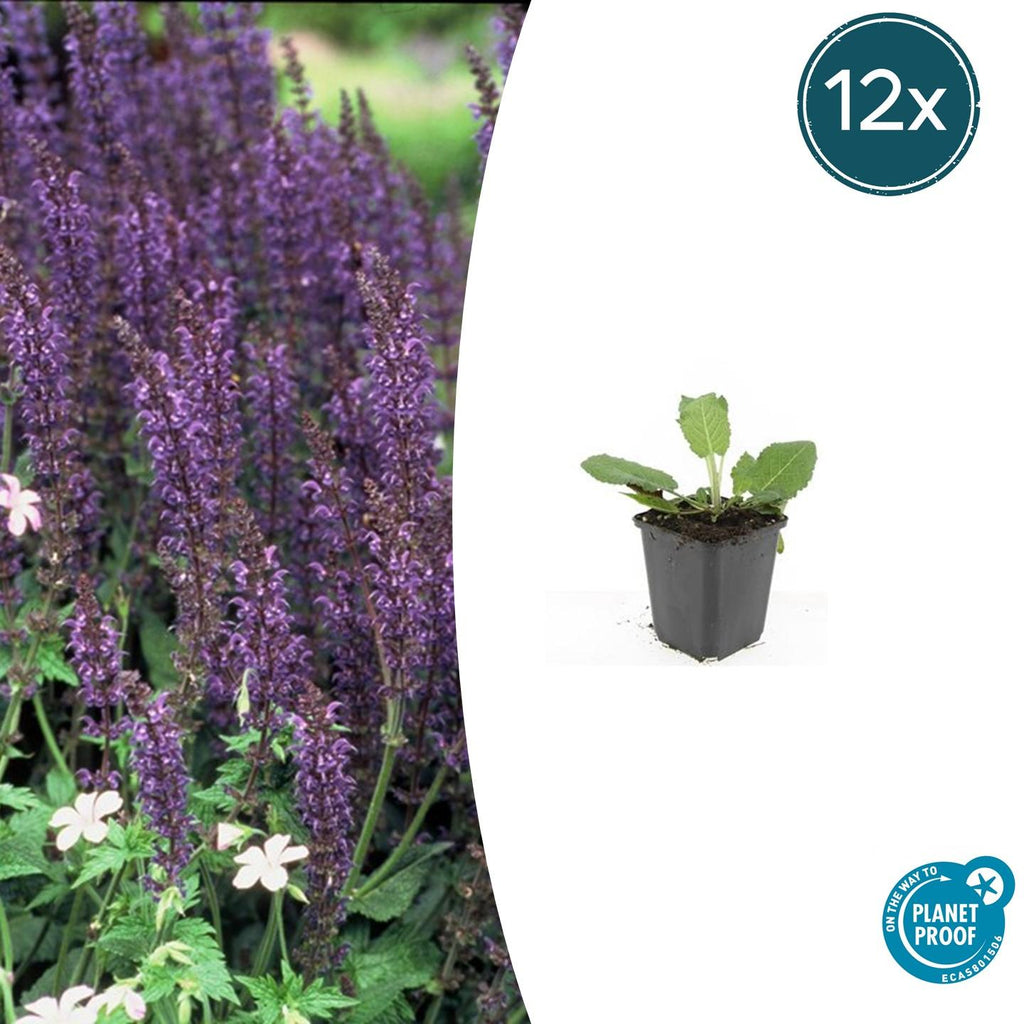 Salvia nemorosa 'Mainacht' (sage) – 12 plants, Ø9 cm, 10–25 cm high – photo 2