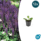 Salvia nemorosa 'Mainacht' (sage) – 12 plants, Ø9 cm, 10–25 cm high