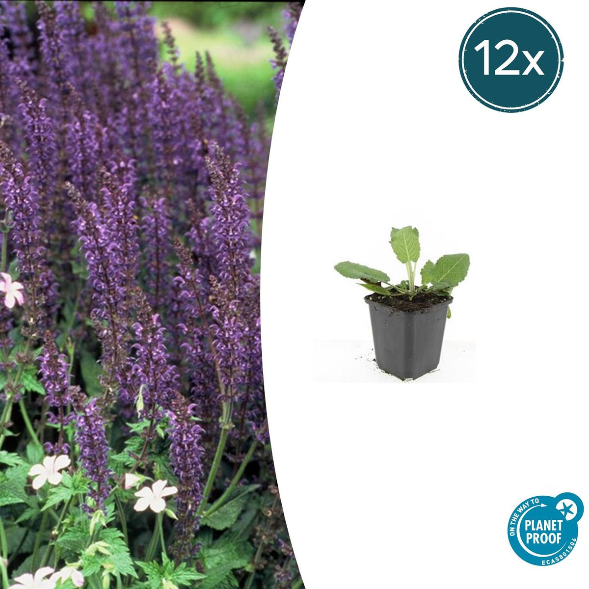 Salvia nemorosa 'Mainacht' (sage) – 12 plants, Ø9 cm, 10–25 cm high – photo 2