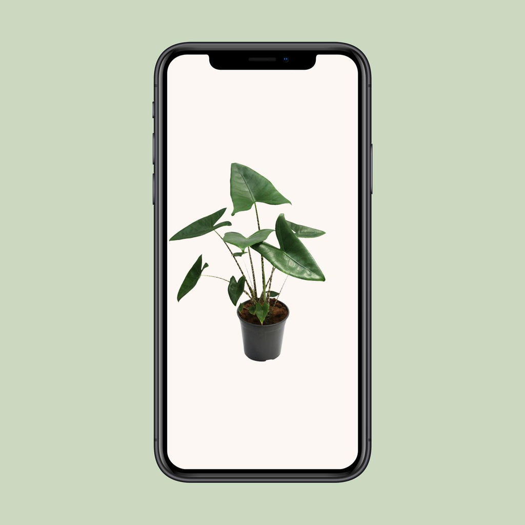 Alocasia zebrina (Zebrano-Alocasia) – Ø 21 cm, 80 cm hoch – Bild 4