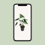 Alocasia zebrina (Zebrano-Alocasia) – Ø 21 cm, 80 cm hoch