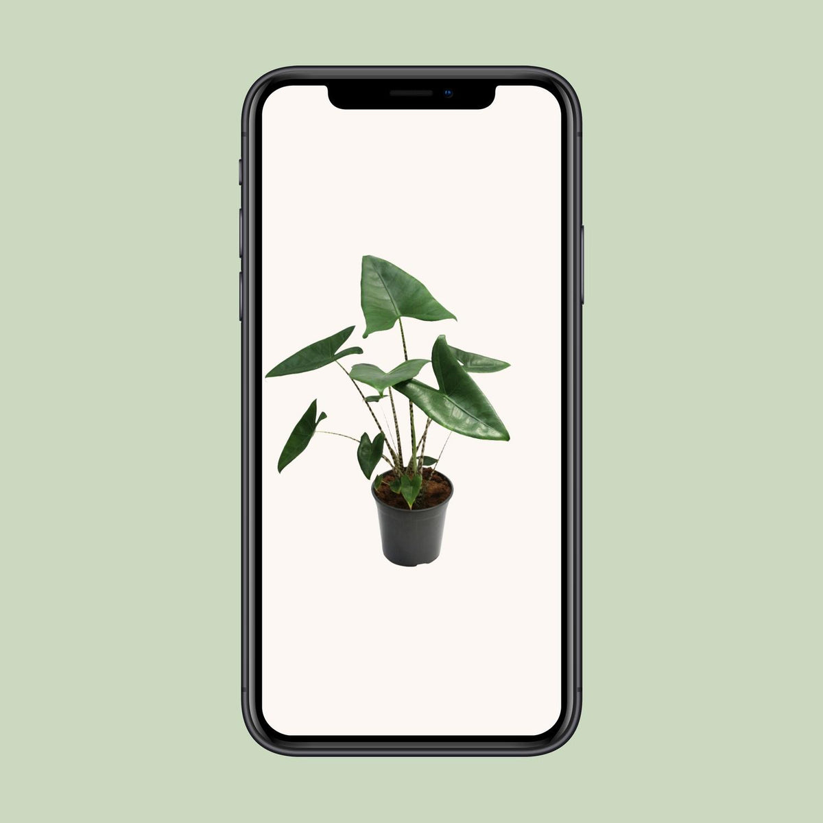 Alocasia zebrina (Zebrano-Alocasia) – Ø 21 cm, 80 cm hoch