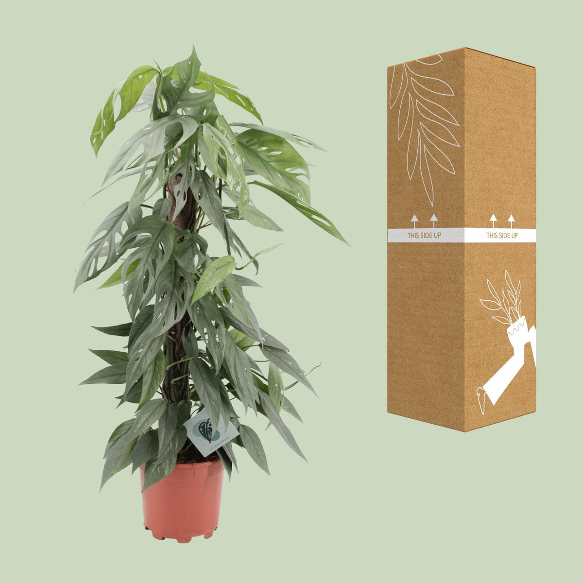 Epipremnum Pinnatum Cebu Blue (scindapsus) – Ø17 cm, 65 cm høj