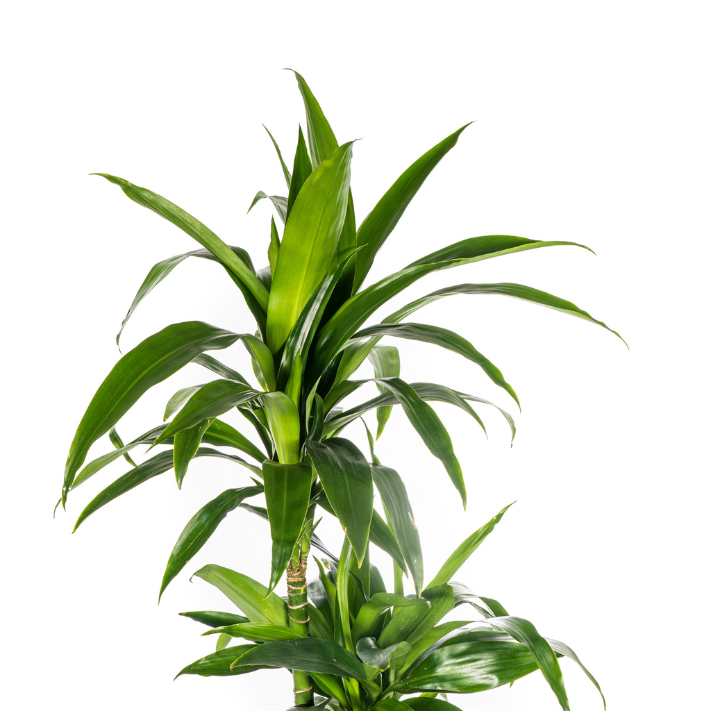 Dracaena Deremensis Lisa (arbre dragonnier) – Ø24 cm, 130–150 cm de haut