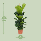 Ficus lyrata (vioolbladplant) – Ø21 cm, 100 cm hoog
