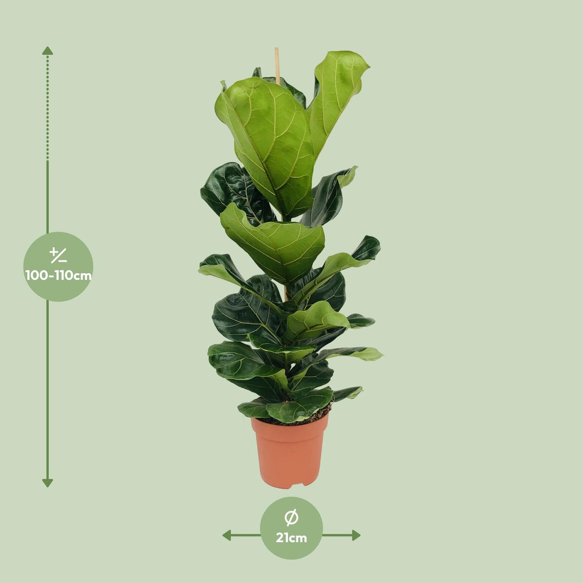 Ficus lyrata (vioolbladplant) – Ø21 cm, 100 cm hoog