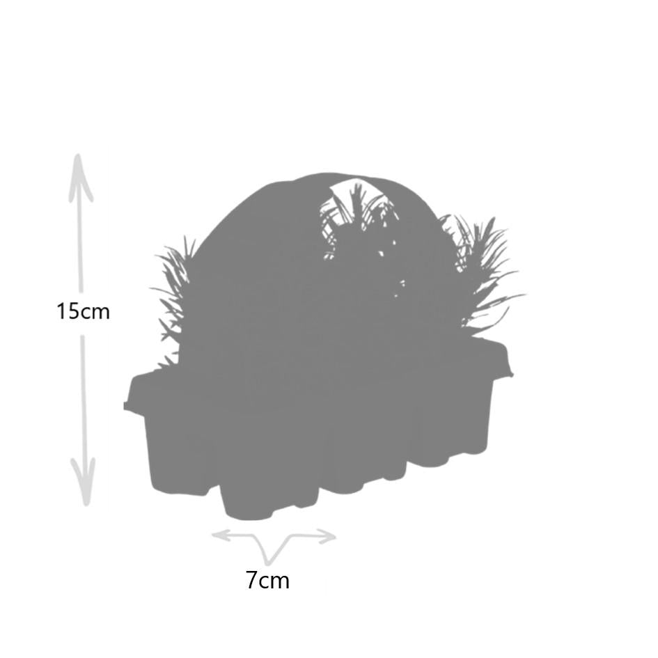 Lavendel (Lavandula) – 48 planten, Ø7 cm, 15 cm hoog