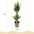 Yucca elephantipes – Ø17 cm, 75 cm hoog
