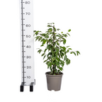 Ficus benjamina Golden King (Weihnachtsfeige) – Ø 17 cm, 60–80 cm hoch