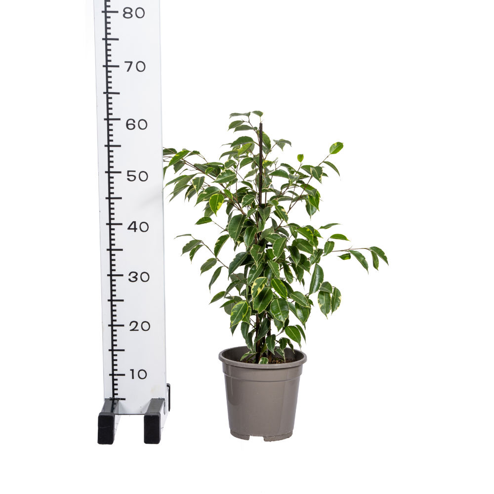 Ficus benjamina Golden King (treurvijg) – Ø17 cm, 60–80 cm hoog