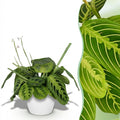 Maranta Fascinator Lemon Lime (gebedsplant) in Potter-sierpot wit – Ø12 cm, 25 cm hoog