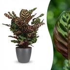 Calathea makoyana in Potter-sierpot grijs – Ø19 cm, 70 cm hoog