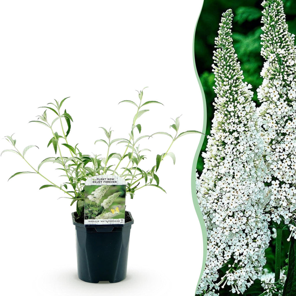 Buddleja davidii 'White Profusion' (vlinderstruik) – wit – Ø17 cm, 45 cm hoog