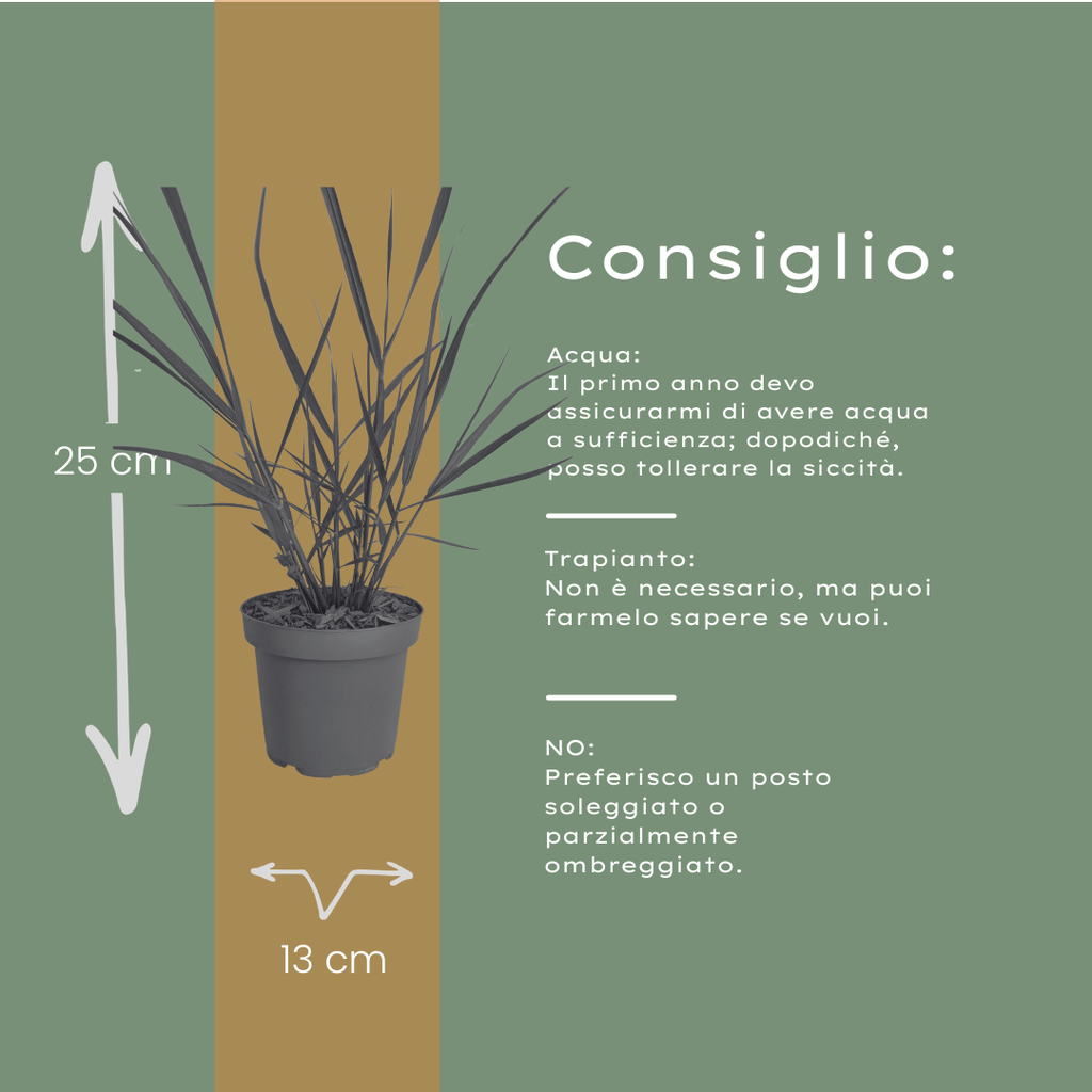 Panicum virgatum 'Rotstrahlbusch' (graminée ornementale aux couleurs automnales chaudes) – 6 plants, Ø12 cm – photo 5