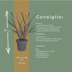 Panicum virgatum 'Rotstrahlbusch' (graminée ornementale aux couleurs automnales chaudes) – 6 plants, Ø12 cm