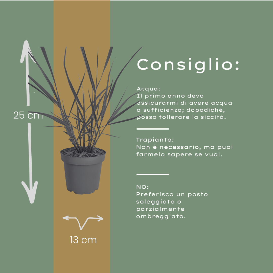 Panicum virgatum 'Rotstrahlbusch' (graminée ornementale aux couleurs automnales chaudes) – 6 plants, Ø12 cm – photo 5