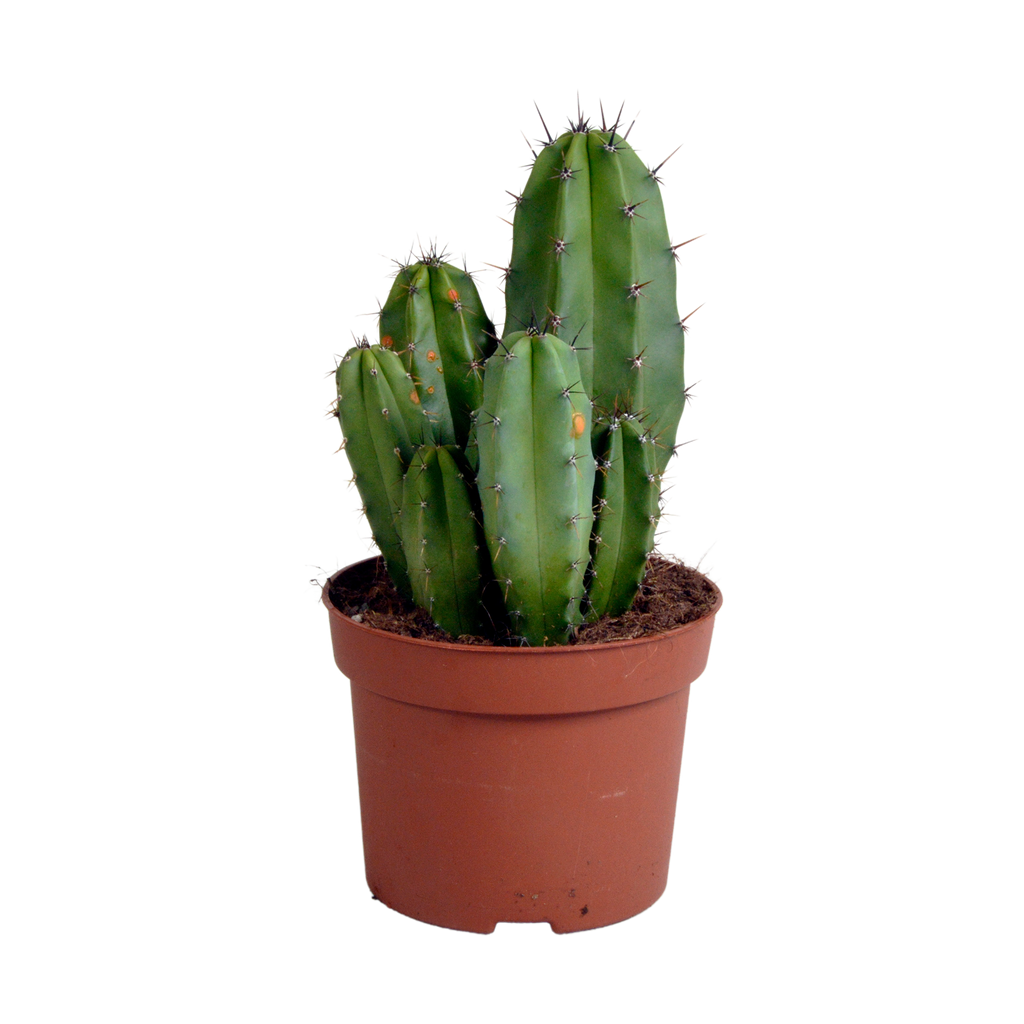 Polaskia chula (Cactaceae) – Ø12 cm, 27 cm høj