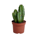 Polaskia chula (Cactaceae) – Ø12 cm, 27 cm høj