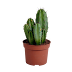 Polaskia chula (Cactaceae) – Ø12 cm, 27 cm høj