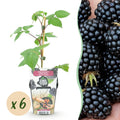 Rubus 'Black Satin' (braam) – 6 planten, Ø9 cm, 35 cm hoog