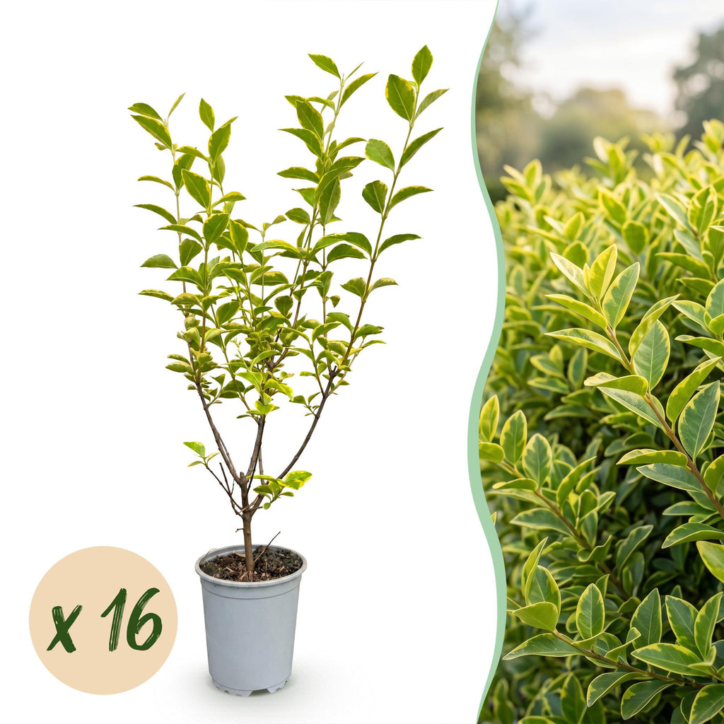 Ligustrum ovalifolium 'Aureum' (bontbladige liguster) – 16 planten, Ø9 cm, 35–45 cm hoog