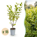 Ligustrum ovalifolium 'Aureum' (bontbladige liguster) – 16 planten, Ø9 cm, 35–45 cm hoog