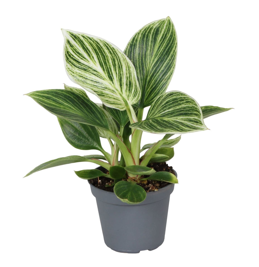 Philodendron White Measure – Ø6 cm, 10 cm høj