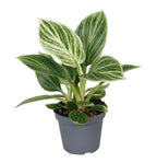Philodendron White Measure – Ø6 cm, 10 cm høj