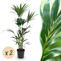 2× Howea forsteriana (palmier kentia) – Ø21 cm, 120–130 cm de haut