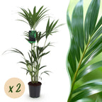 2× Howea forsteriana (palmier kentia) – Ø21 cm, 120–130 cm de haut