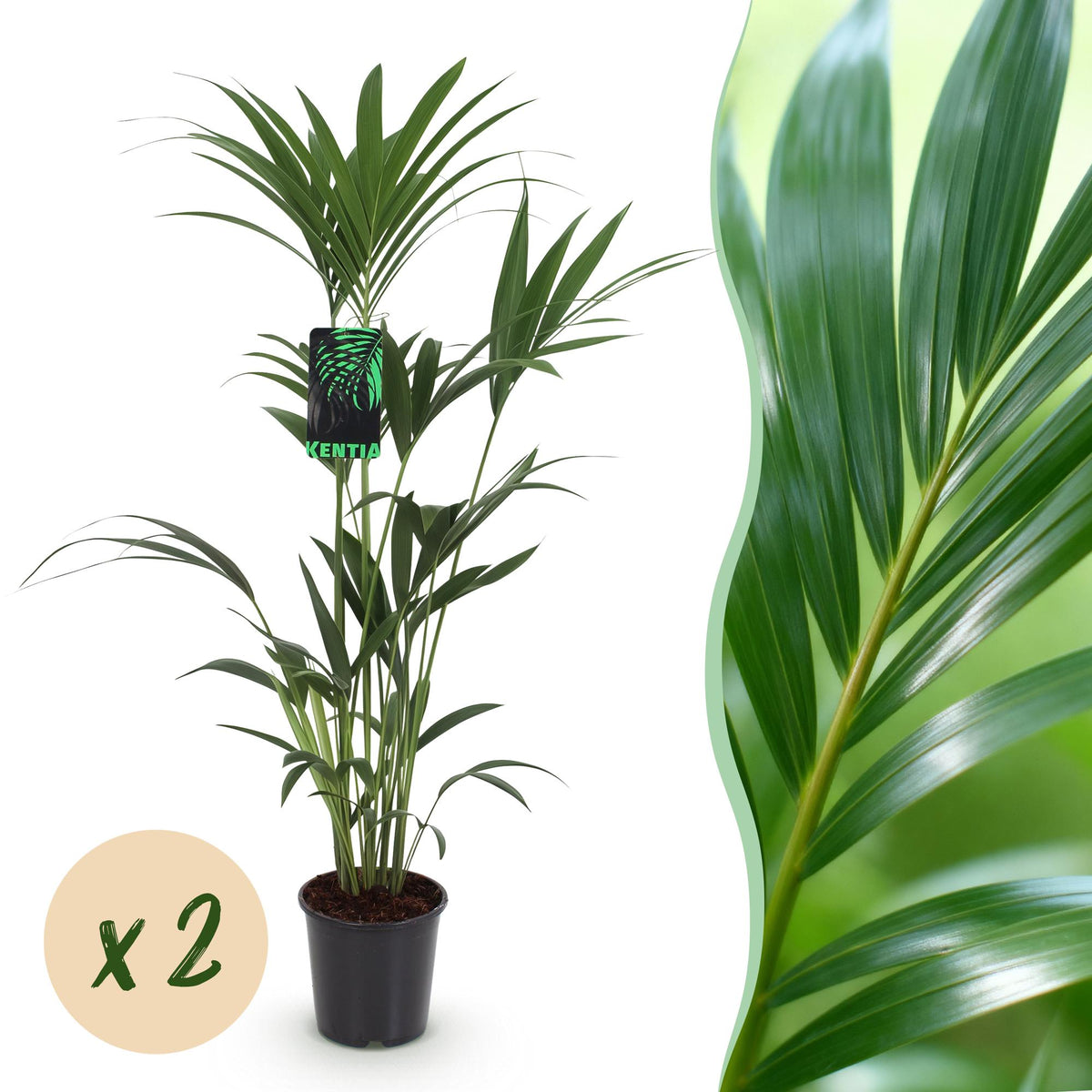 2× Howea forsteriana (palmier kentia) – Ø21 cm, 120–130 cm de haut