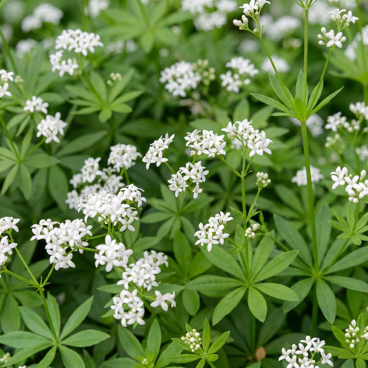 Galium odoratum (walstro) – wit – 6 planten, Ø11 cm, 15–25 cm hoog